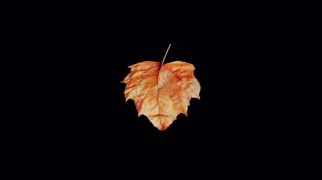 Autumn leaf floating and rotating on a dark black background.