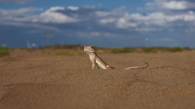 Sand Roundhead (Phrynocephalus interscapularis) Alertly Turning Its Head from Side to Side
