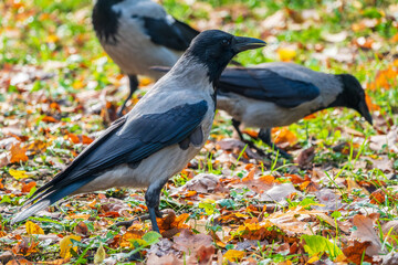 Obraz premium Hooded crow, corvus cornix, standing on the lawn in the spring or summer