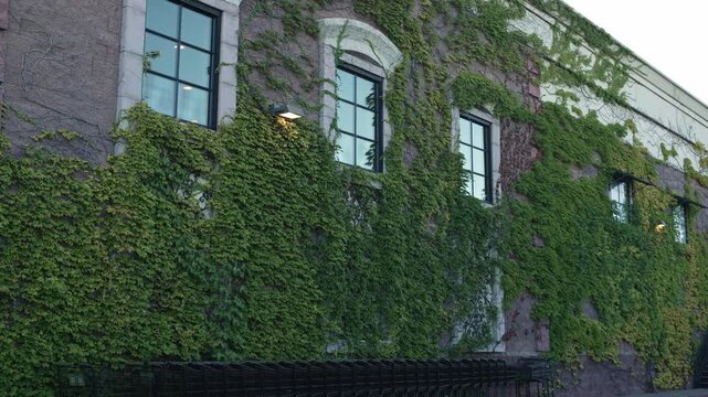 Green ivy covers stone building facade around tall windows, creating a lush living wall appearance across historic architecture with climbing vegetation and reflective glass