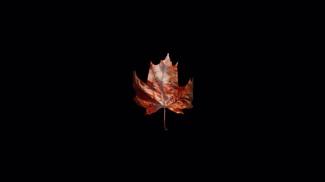 Vibrant Autumn Maple Leaf Floating Against A Deep Black Background.