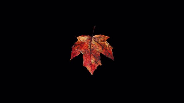 Vibrant Red Autumn Maple Leaf Falling Slowly Against A Solid Black Background.