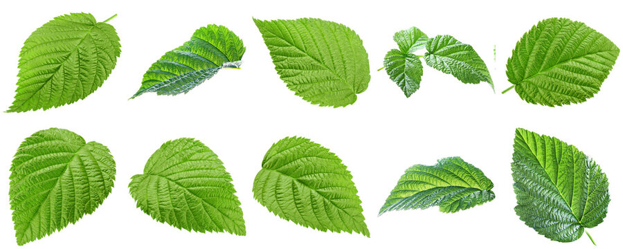 Green raspberry leaves, displaying distinct textures and venation, isolated on a transparent background.