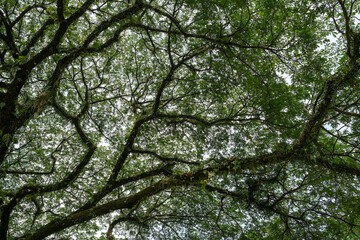 Fototapeta premium Mature Rain Tree Canopy at Taiping Lake Gardens Perak Malaysia