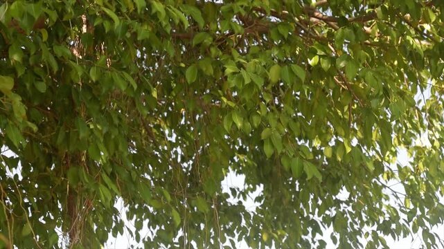 Lush green banyan tree leaves (Ficus benjamina) swaying gently in sunlight, 4K video.