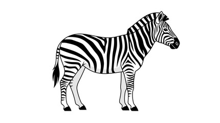 Obraz premium Vector illustration of a standing zebra in profile on a white background