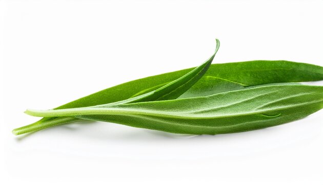 tarragon leaves macro botanical texture isolated on white background