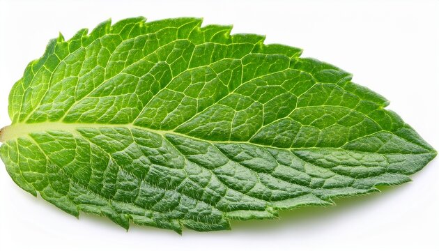 mint leaf macro texture isolated on white background