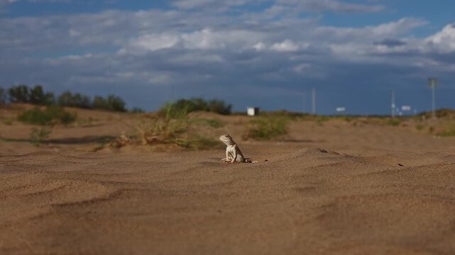 Sand Roundhead (Phrynocephalus interscapularis) Alert and Surveying Its Sandy Surroundings
