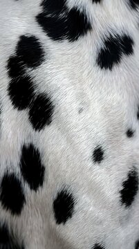 Close-up of white fur with black spots showing coat texture