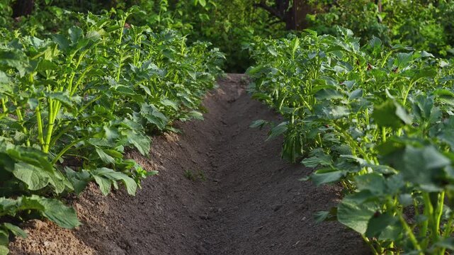 View Along Rows of Growing Potato (Solanum tuberosum) Plants in a Rural Garden

