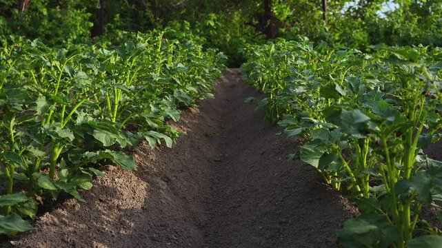 View Along Rows of Growing Potato (Solanum tuberosum) Plants in a Rural Garden
