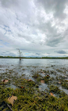 Overcast marsh revealing muddy flats, ecologist conducting tidal survey, exposed seaweed and silt, scattered puddles reflecting
