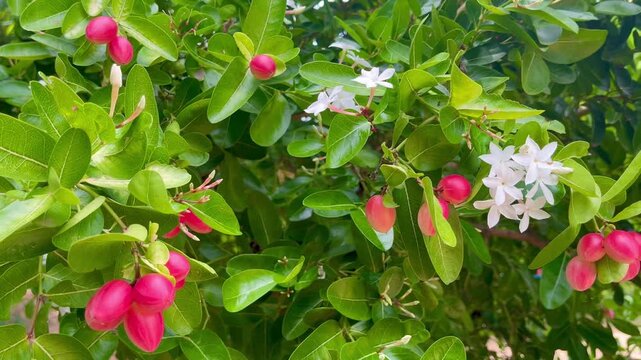 Carissa carandas fruits on green shrub branches