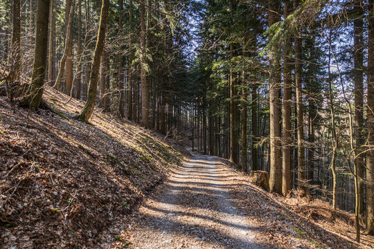 strada che passa in mezzo ad una fitta foresta di conifere in montagna, in Slovenia, di giorno, in primavera