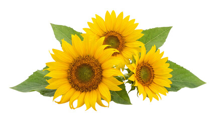 Obraz premium Four sunflowers with green leaves isolated on transparent background