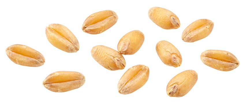 Wheat kernels scattered randomly isolated on transparent background