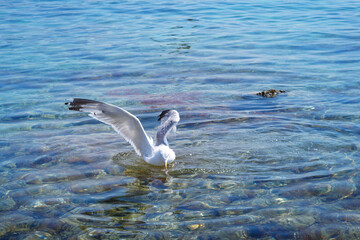 Fototapeta premium The seagull feeds from the sea