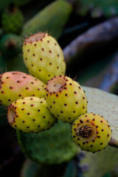 Close up of fresh prickly pear fruits Opuntia growing on cactus pad