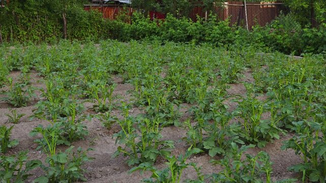 Potato (Solanum tuberosum) Plants Growing in Rows in a Rural Garden