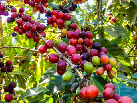 Vibrant red, ripe coffee cherries ready for harvest on a tree branch surrounded by lush green leaves in a Brazilian plantation.