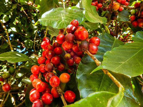 Vibrant red, ripe coffee cherries ready for harvest on a tree branch surrounded by lush green leaves in a Brazilian plantation.