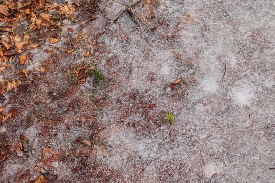 terreno naturale composto da foglie secche, coperte da uno strato di ghiaccio semi-trasparente, in un ambiente naturale boschivo, in inverno
