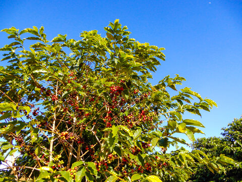 Vibrant red Arabica coffee cherries ready for harvest on a leafy green tree against a bright blue sky in Minas Gerais, Brazil.