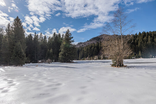 vista panoramica su di un ambiente montano innevato con alture e foreste di conifere, in Slovenia, di giorno, con cielo prevalentemente serenom in inverno, 