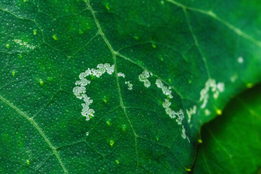 Leaf surface showing pest damage and plant disease