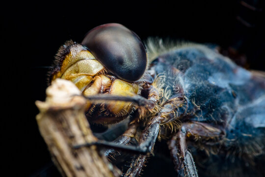 Macro close up showing compound eye of fly