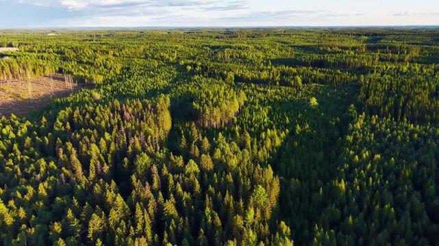4K Huge dense natural pine and spruce forest from air in Finland during summer sun set. 
