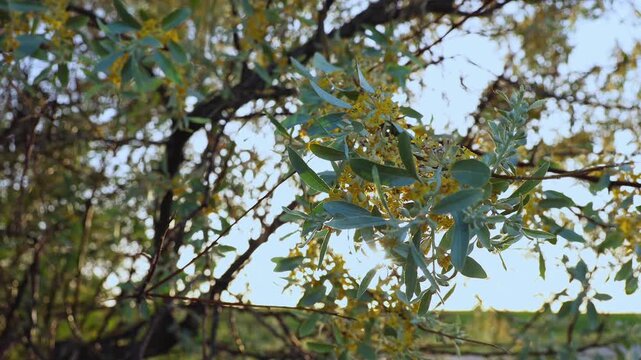 Russian Olive (Elaeagnus angustifolia) Branches Swaying in Backlit Evening Sun
