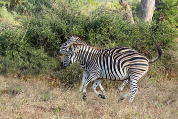 Fototapeta premium Steppenzebra / Burchell's zebra / Equus quagga burchellii