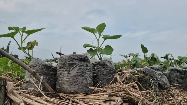 Row Of Plant Seedlings Sprouting In Polybags On Raised Bamboo Nursery Platform