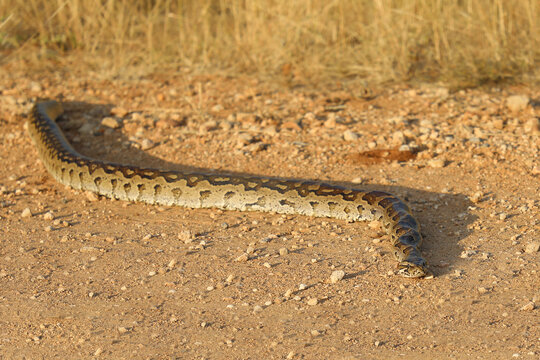 S&uuml;dlicher Felsenpython / Southern African rock python / Python natalensis