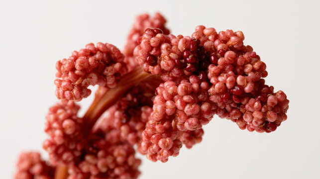 Mature red quinoa seed head with dense clusters of tiny grains isolated on a light background