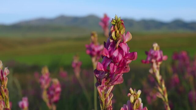 Common Sainfoin (Onobrychis viciifolia) Flower Head in Warm Evening Sun