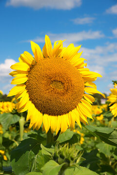 A single large, bright yellow sunflower blossom in a field, with ripe seeds, against a blue sky.