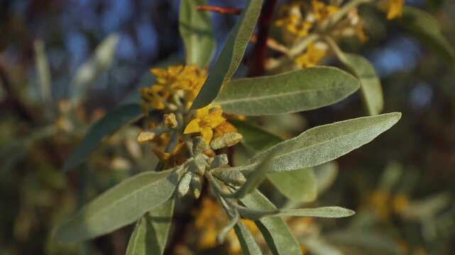 Russian Olive (Elaeagnus angustifolia) in Flower with Silver Foliage in Evening Sunlight
