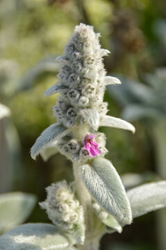 Close up of Stachys byzantina plants, known as lamb&acute;s ear 
