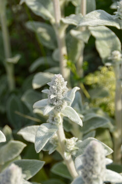 Close up of Stachys byzantina plants, known as lamb&acute;s ear 
