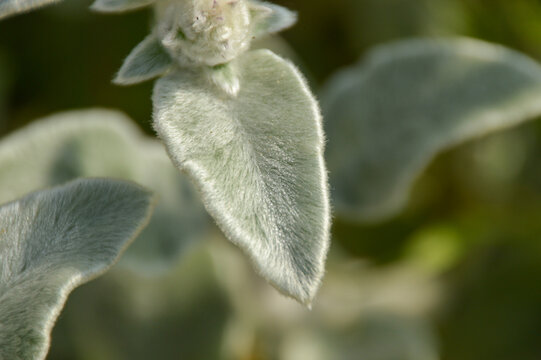 Close up of Stachys byzantina plants, known as lamb&acute;s ear 
