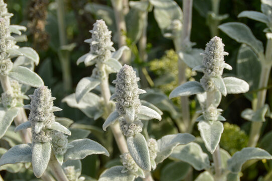 Close up of Stachys byzantina plants, known as lamb&acute;s ear 
