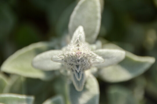 Close up of Stachys byzantina plants, known as lamb&acute;s ear 

