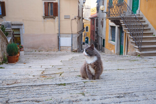 Scenic views of old town Labin in Istria, Croatia. Historic stone houses, tiled roofs, church facade, cozy narrow streets, and domestic cat resting on ancient stone stairs.
