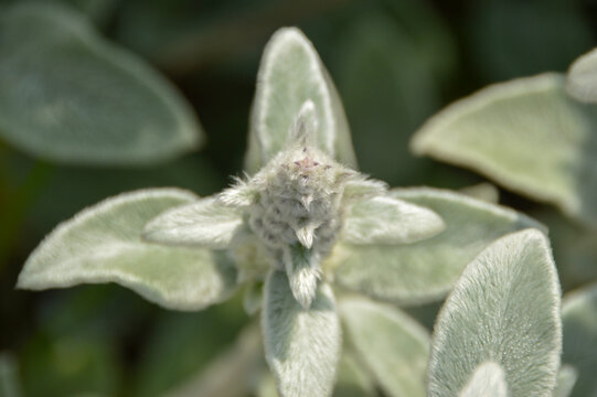 Close up of Stachys byzantina plants, known as lamb&acute;s ear 
