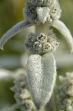 Close up of Stachys byzantina plants, known as lamb&acute;s ear 
