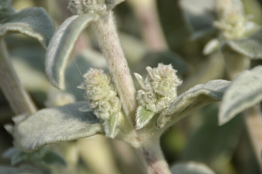Close up of Stachys byzantina plants, known as lamb&acute;s ear 

