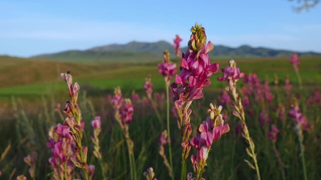 Sainfoin (Onobrychis viciifolia) Blooms Swaying Above Meadow Grass